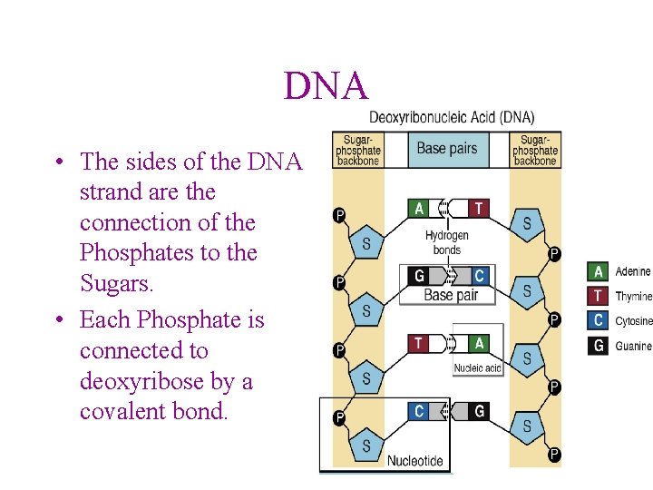 DNA • The sides of the DNA strand are the connection of the Phosphates