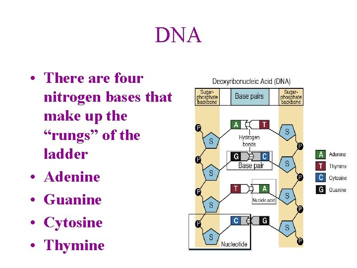 DNA • There are four nitrogen bases that make up the “rungs” of the
