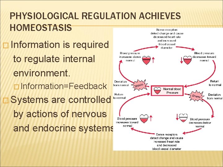 PHYSIOLOGICAL REGULATION ACHIEVES HOMEOSTASIS � Information is required to regulate internal environment. � Information=Feedback
