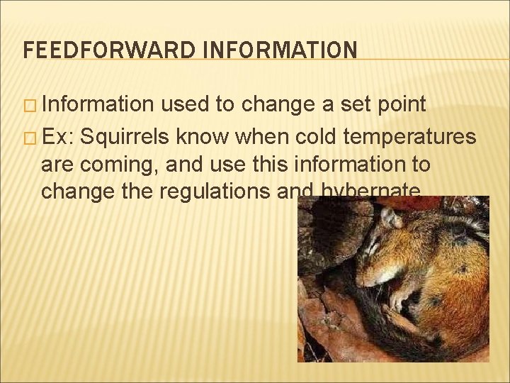 FEEDFORWARD INFORMATION � Information used to change a set point � Ex: Squirrels know FEEDFORWARD INFORMATION � Information used to change a set point � Ex: Squirrels know