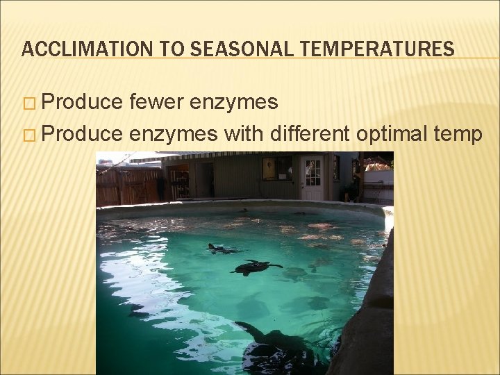 ACCLIMATION TO SEASONAL TEMPERATURES � Produce fewer enzymes � Produce enzymes with different optimal