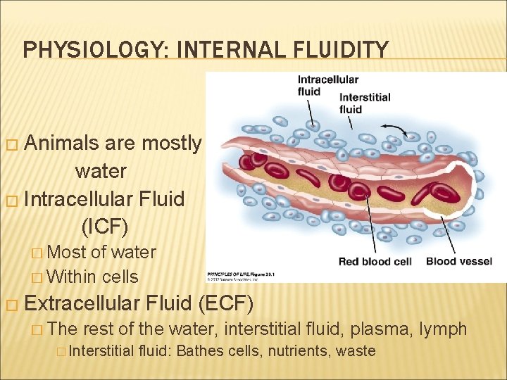 PHYSIOLOGY: INTERNAL FLUIDITY � Animals are mostly water � Intracellular Fluid (ICF) � Most