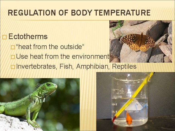 REGULATION OF BODY TEMPERATURE � Ectotherms � “heat from the outside” � Use heat