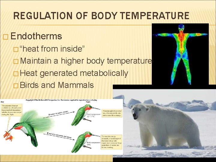 REGULATION OF BODY TEMPERATURE � Endotherms � “heat from inside” � Maintain a higher