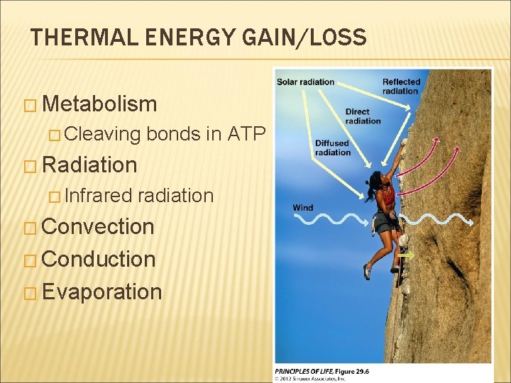 THERMAL ENERGY GAIN/LOSS � Metabolism � Cleaving bonds in ATP � Radiation � Infrared