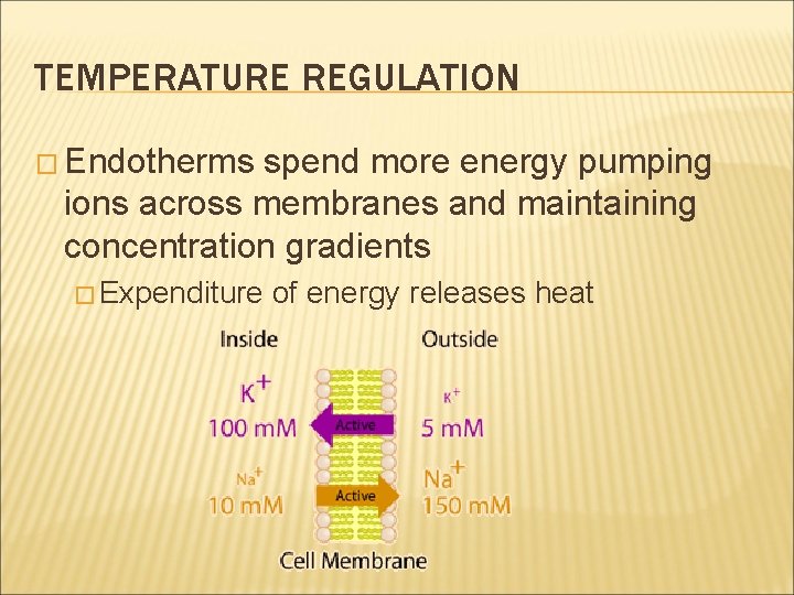 TEMPERATURE REGULATION � Endotherms spend more energy pumping ions across membranes and maintaining concentration