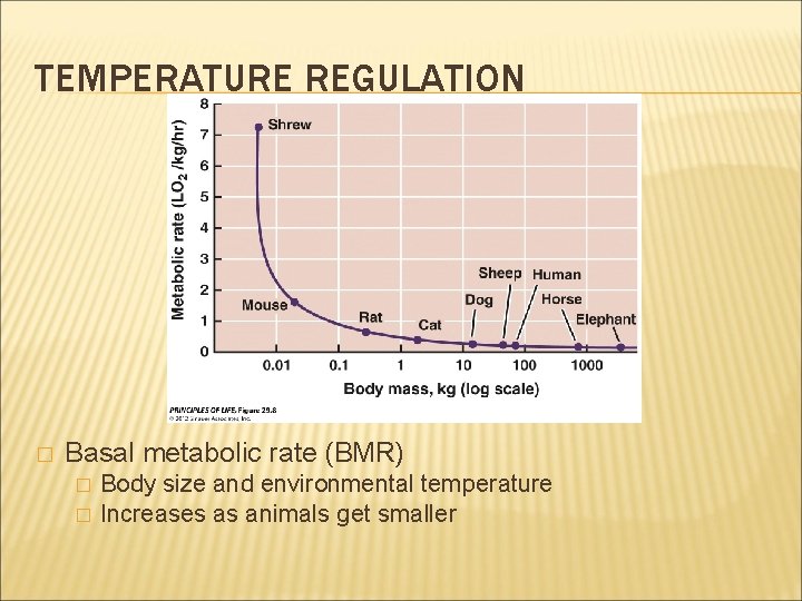 TEMPERATURE REGULATION � Basal metabolic rate (BMR) � � Body size and environmental temperature
