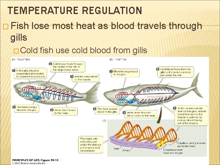 TEMPERATURE REGULATION � Fish lose most heat as blood travels through gills � Cold