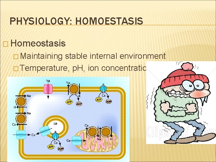 PHYSIOLOGY: HOMOESTASIS � Homeostasis � Maintaining stable internal environment � Temperature, p. H, ion