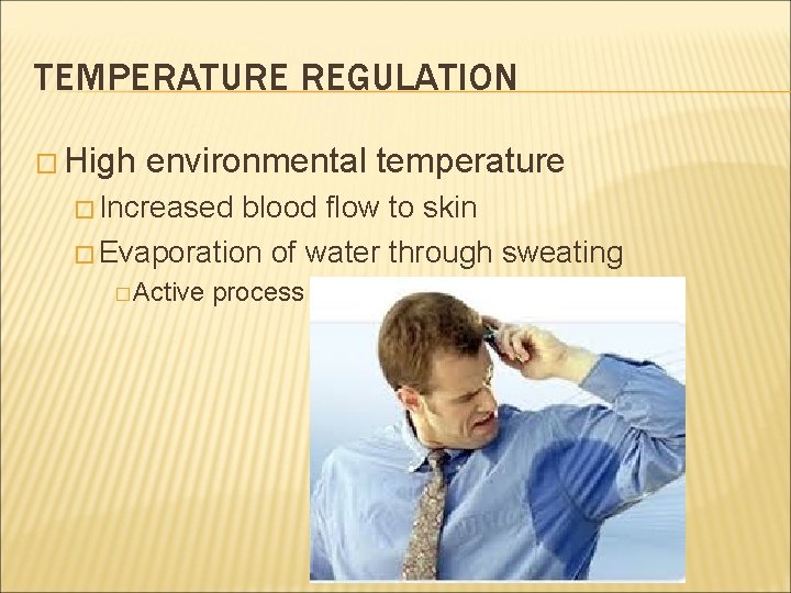 TEMPERATURE REGULATION � High environmental temperature � Increased blood flow to skin � Evaporation