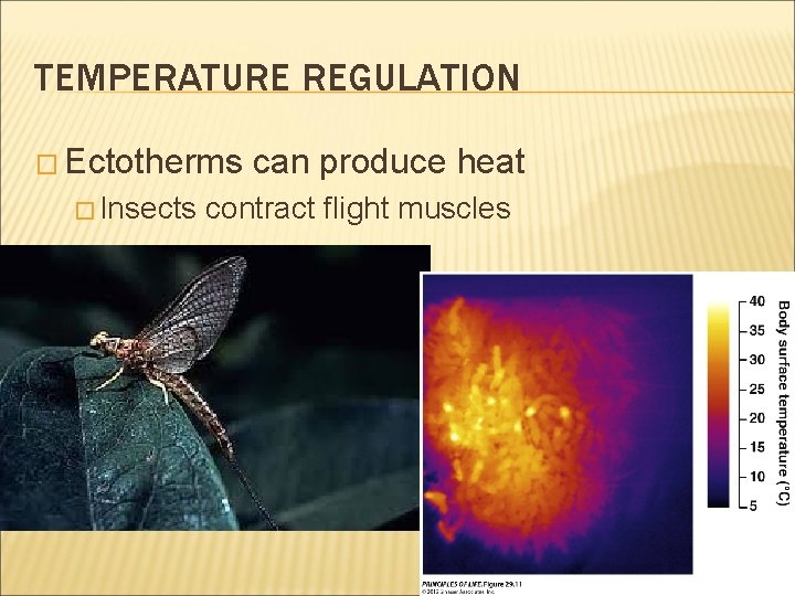TEMPERATURE REGULATION � Ectotherms � Insects can produce heat contract flight muscles 