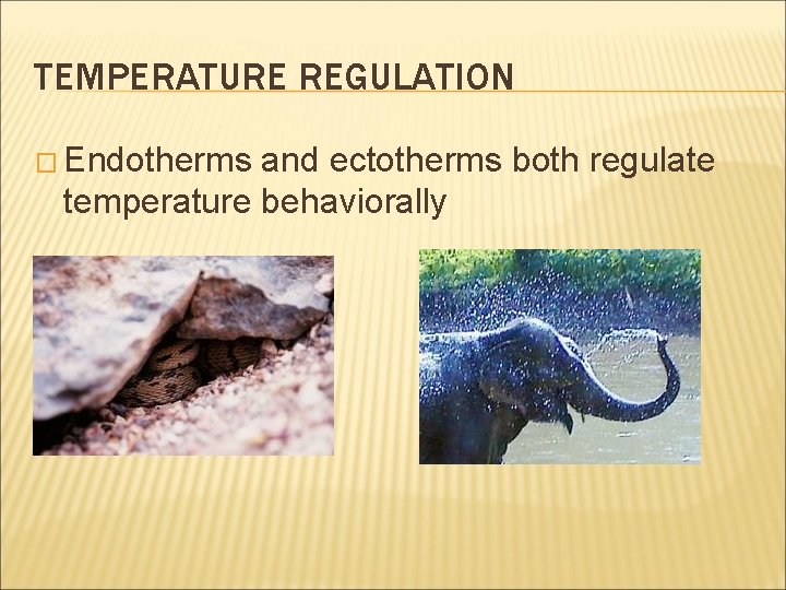 TEMPERATURE REGULATION � Endotherms and ectotherms both regulate temperature behaviorally 