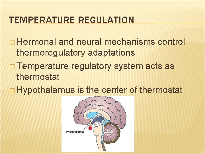 TEMPERATURE REGULATION � Hormonal and neural mechanisms control thermoregulatory adaptations � Temperature regulatory system