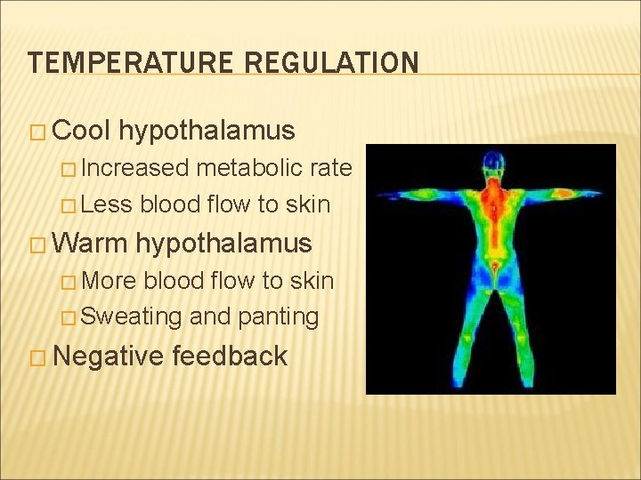 TEMPERATURE REGULATION � Cool hypothalamus � Increased metabolic rate � Less blood flow to