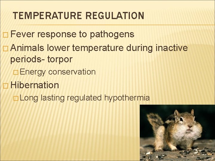TEMPERATURE REGULATION � Fever response to pathogens � Animals lower temperature during inactive periods-