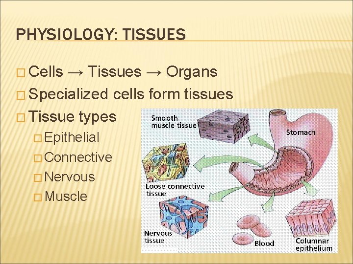 PHYSIOLOGY: TISSUES � Cells → Tissues → Organs � Specialized cells form tissues �