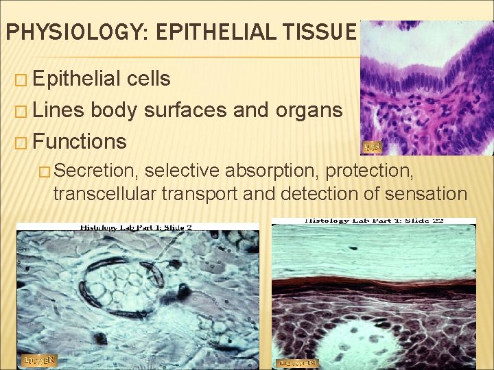PHYSIOLOGY: EPITHELIAL TISSUE � Epithelial cells � Lines body surfaces and organs � Functions