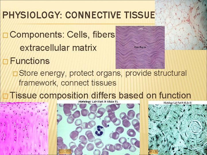 PHYSIOLOGY: CONNECTIVE TISSUE � Components: Cells, fibers, extracellular matrix � Functions � Store energy,