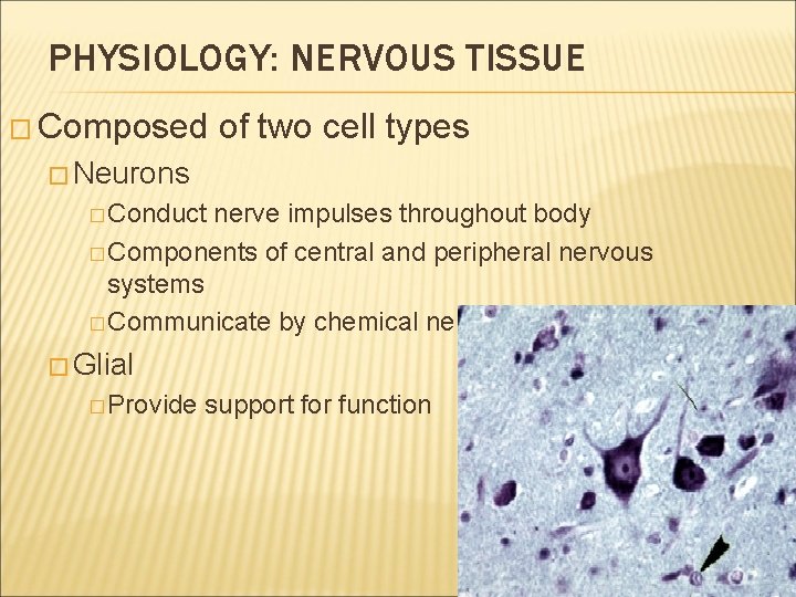PHYSIOLOGY: NERVOUS TISSUE � Composed of two cell types � Neurons � Conduct nerve