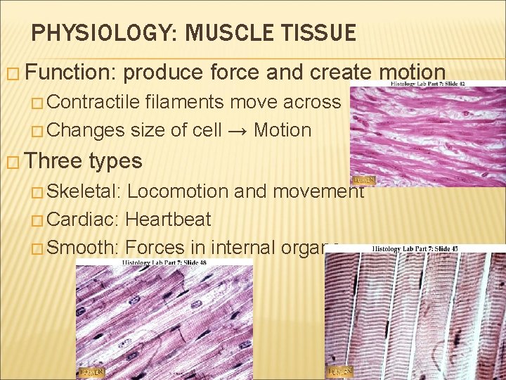 PHYSIOLOGY: MUSCLE TISSUE � Function: produce force and create motion � Contractile filaments move