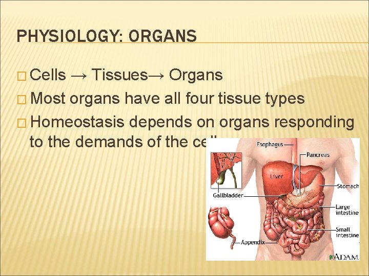 PHYSIOLOGY: ORGANS � Cells → Tissues→ Organs � Most organs have all four tissue