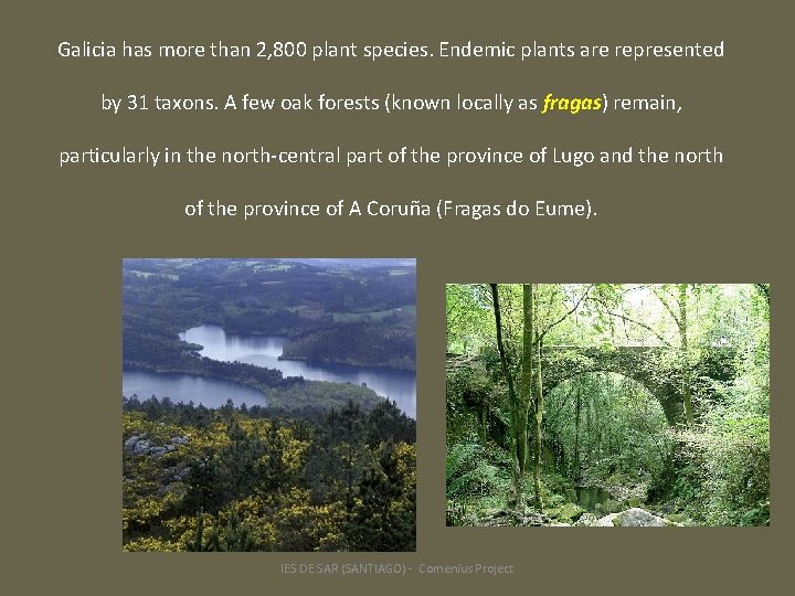 Galicia has more than 2, 800 plant species. Endemic plants are represented by 31