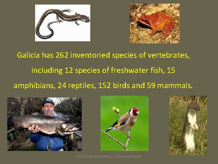 Galicia has 262 inventoried species of vertebrates, including 12 species of freshwater fish, 15