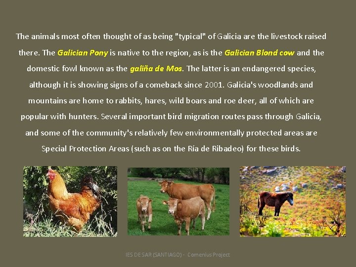 The animals most often thought of as being "typical" of Galicia are the livestock