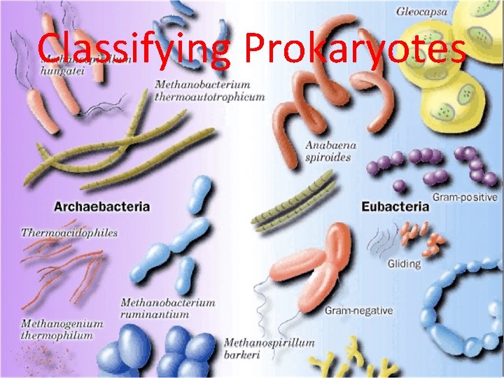 Classifying Prokaryotes 