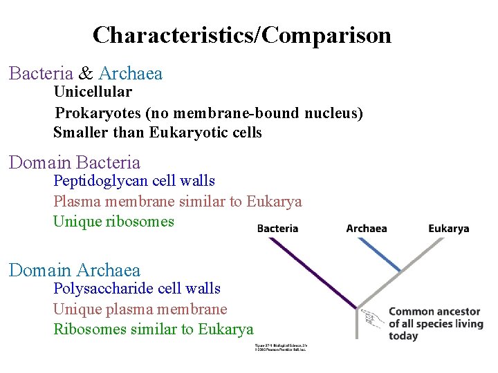 Characteristics/Comparison Bacteria & Archaea Unicellular Prokaryotes (no membrane-bound nucleus) Smaller than Eukaryotic cells Domain
