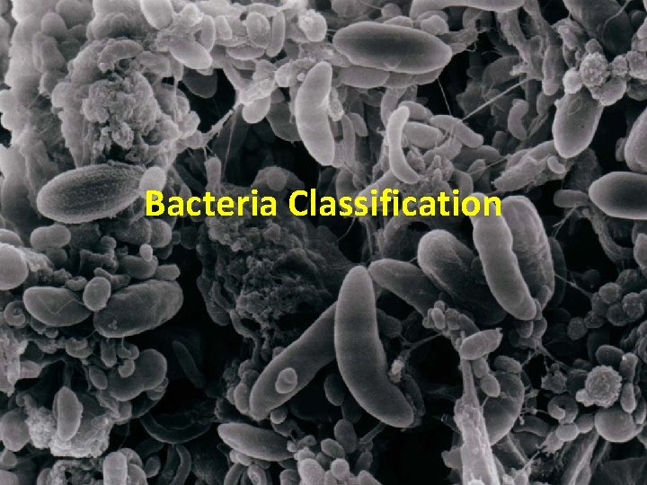 Bacteria Classification 