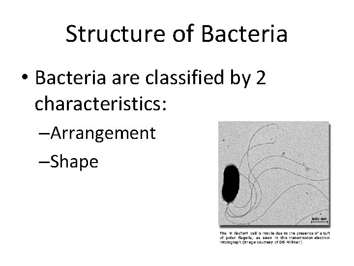 Structure of Bacteria • Bacteria are classified by 2 characteristics: –Arrangement –Shape 