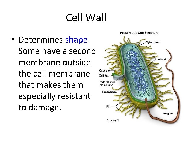 Cell Wall • Determines shape. Some have a second membrane outside the cell membrane