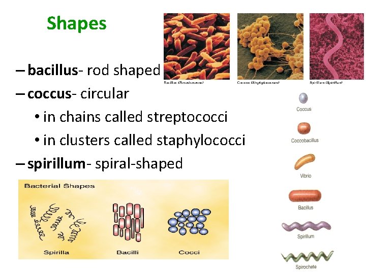 Shapes – bacillus- rod shaped – coccus- circular • in chains called streptococci •