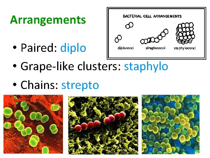 Arrangements • Paired: diplo • Grape-like clusters: staphylo • Chains: strepto 