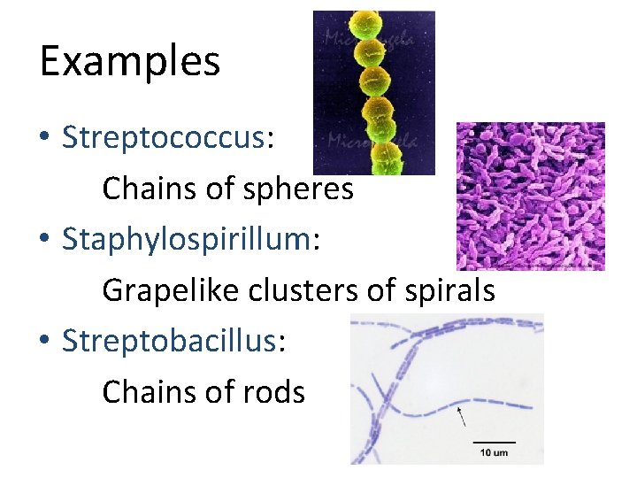 Examples • Streptococcus: Chains of spheres • Staphylospirillum: Grapelike clusters of spirals • Streptobacillus: