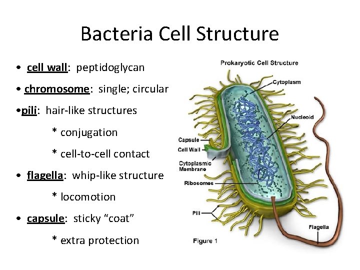 Bacteria Cell Structure • cell wall: peptidoglycan • chromosome: single; circular • pili: hair-like