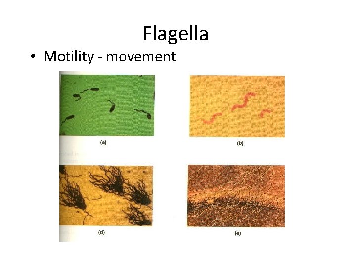 Flagella • Motility - movement 