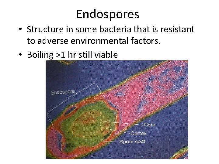 Endospores • Structure in some bacteria that is resistant to adverse environmental factors. •
