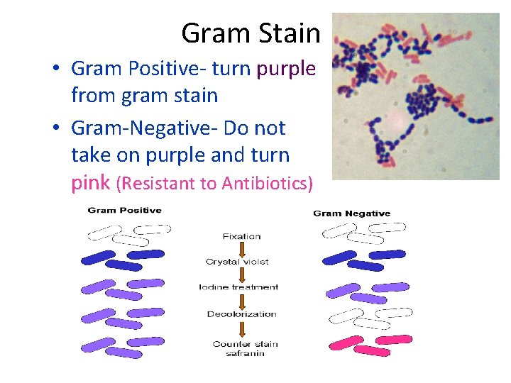 Gram Stain • Gram Positive- turn purple from gram stain • Gram-Negative- Do not