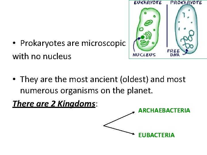  • Prokaryotes are microscopic with no nucleus • They are the most ancient