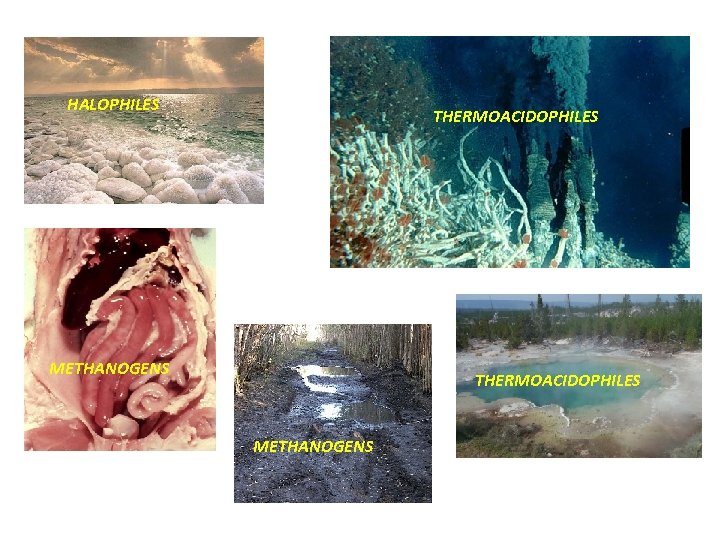 HALOPHILES THERMOACIDOPHILES METHANOGENS 