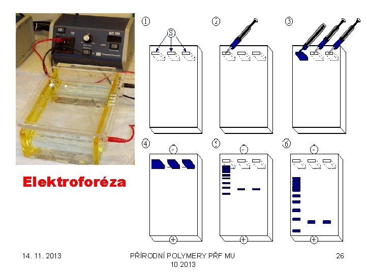 Elektroforéza 14. 11. 2013 PŘÍRODNÍ POLYMERY PŘF MU 10 2013 26 