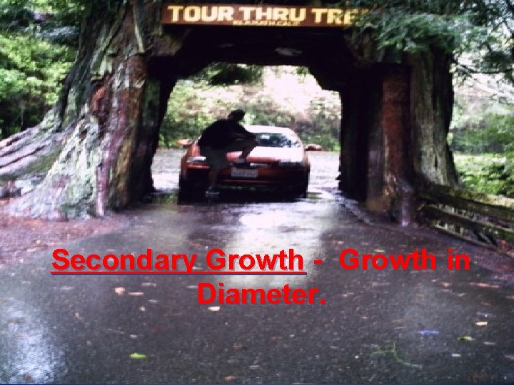 Secondary Growth - Growth in Diameter. 