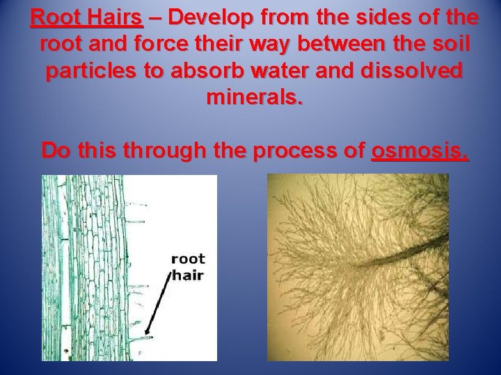 Root Hairs – Develop from the sides of the root and force their way