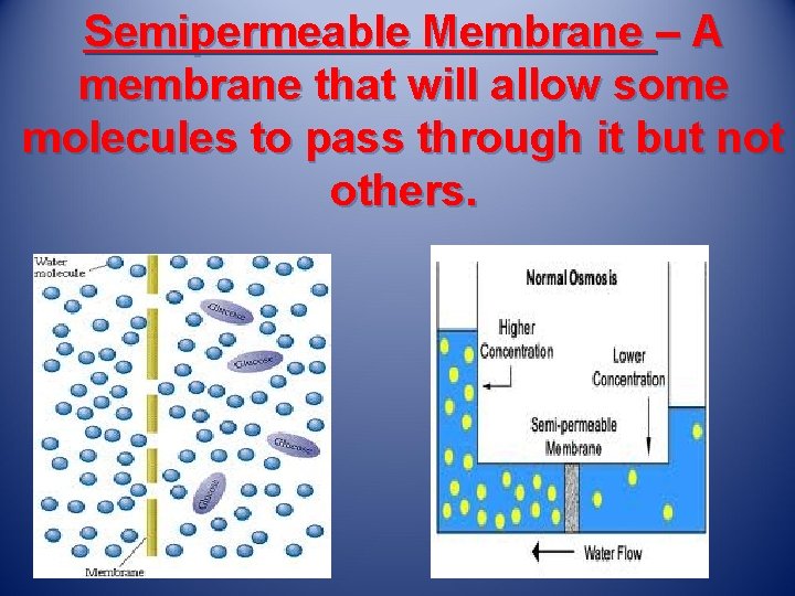 Semipermeable Membrane – A membrane that will allow some molecules to pass through it