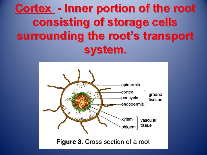 Cortex - Inner portion of the root consisting of storage cells surrounding the root’s