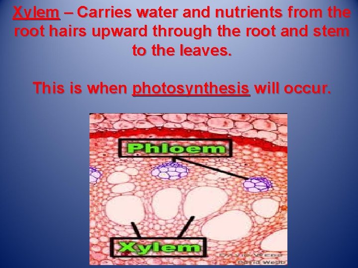 Xylem – Carries water and nutrients from the root hairs upward through the root