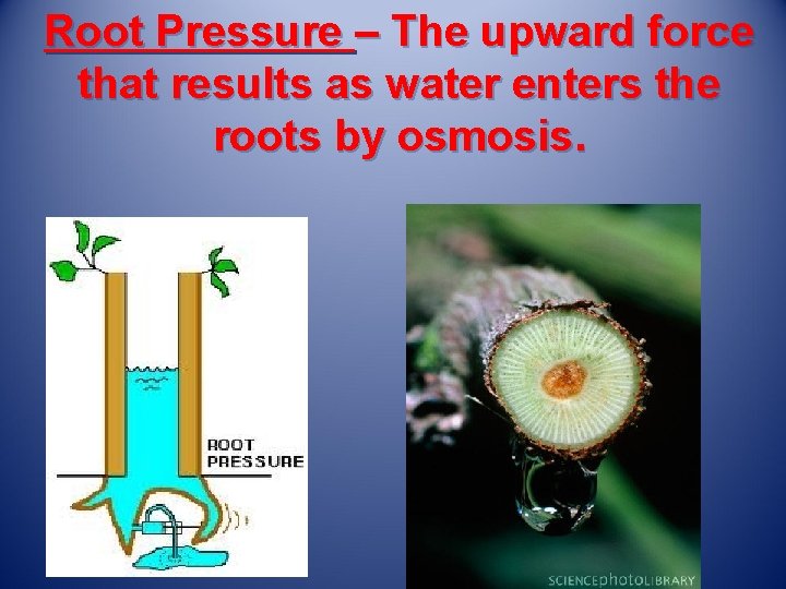 Root Pressure – The upward force that results as water enters the roots by