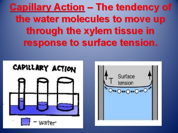 Capillary Action – The tendency of the water molecules to move up through the
